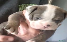 Olde English Bulldogge dogs for sale: English bulldogs  - Image 19