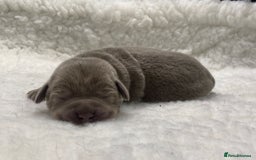 Labrador Retriever dogs for sale: Highest Health Tested Silver Puppies  - Image 8