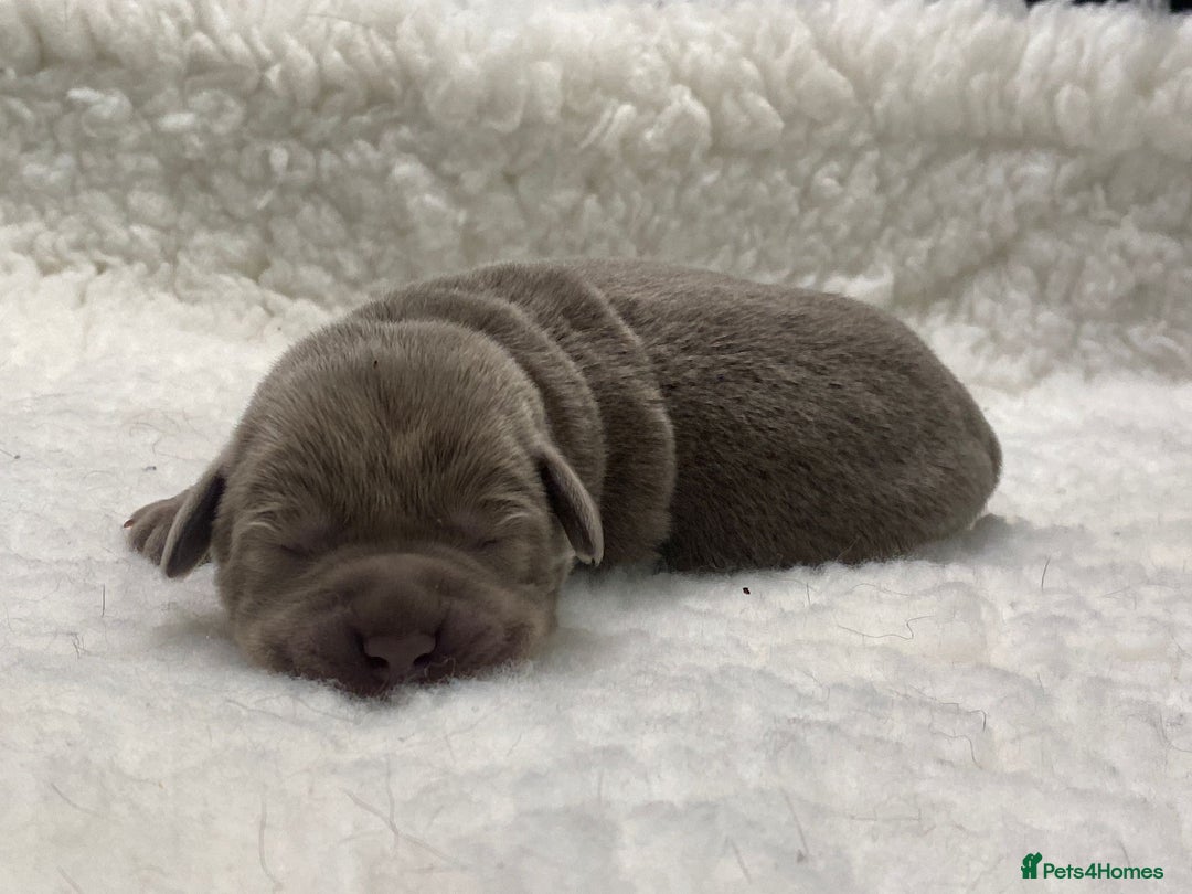 Labrador Retriever dogs for sale: Highest Health Tested Silver Puppies  - Image 8