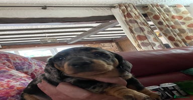 Miniature Dachshund dogs - Advert 14