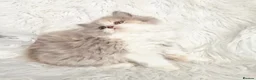 British Shorthair cats for sale: Gorgeous extremely loving longhaired girl - Advert 7
