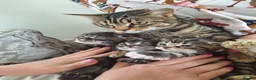 Mixed Breed cats for sale: Fluffy kittens  - Advert 7