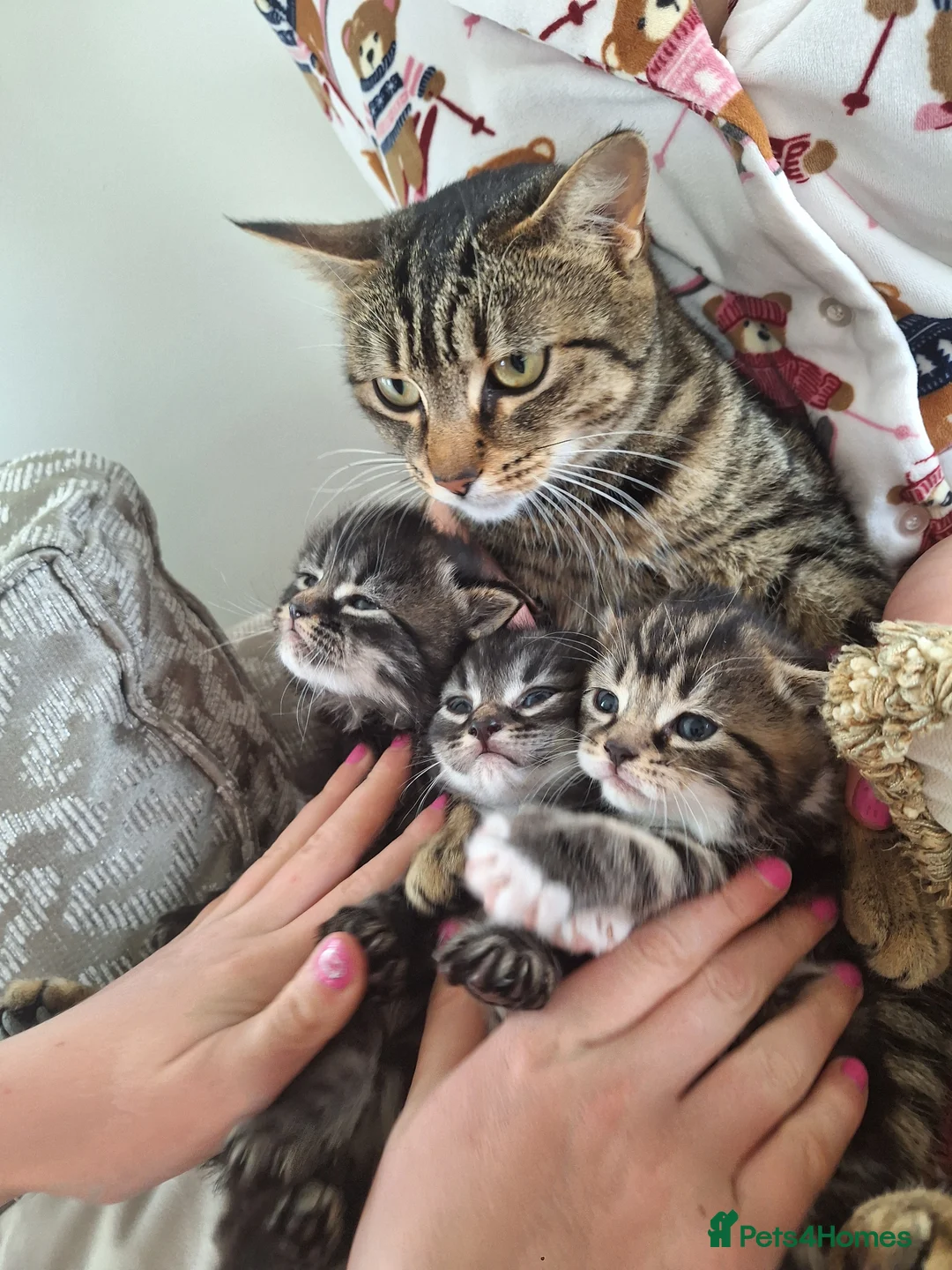 Mixed Breed cats for sale: Fluffy kittens  - Advert 7