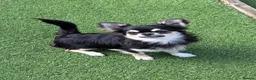 Chihuahua dogs for sale: Longcoat chihuahuas - Advert 8