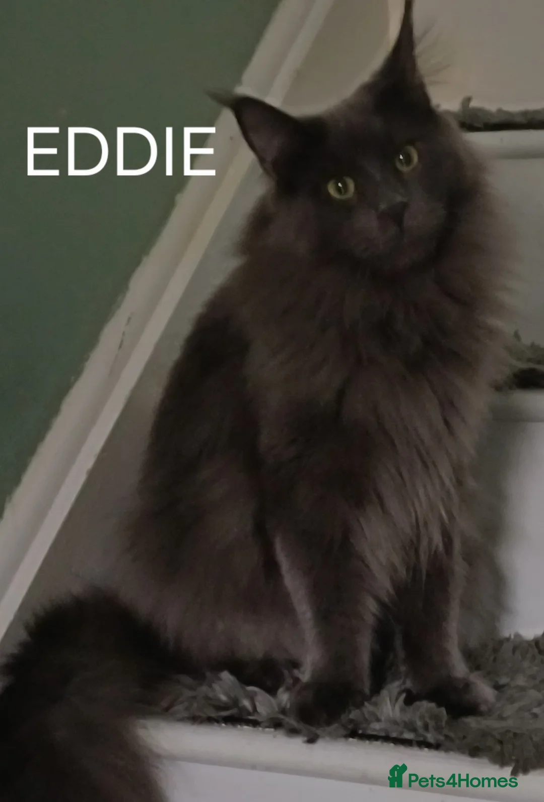 Maine Coon cats for sale: Brother and Sister  - Advert 4