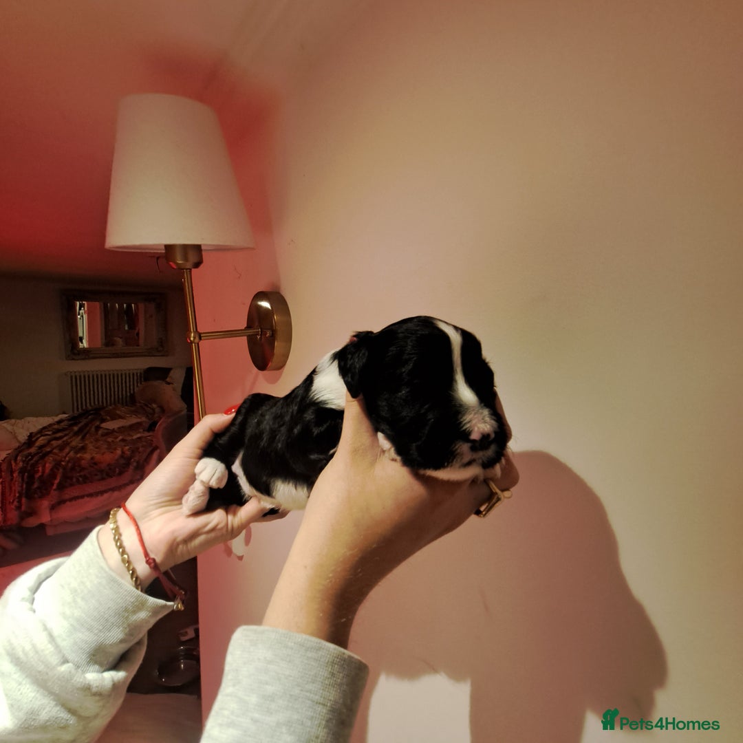 Portuguese Water Dog dogs for sale: Art Nouveau - Image 32