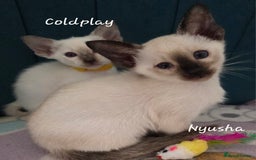 Balinese cats for sale: 8 supersoft purebred GCCF reg Balinese variants - Image 10