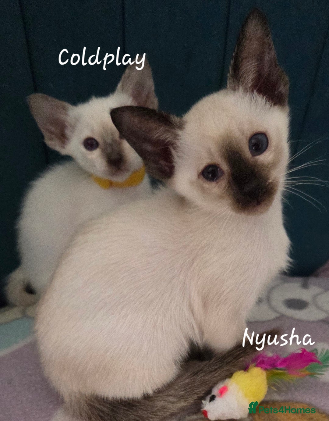 Balinese cats for sale: 8 supersoft purebred GCCF reg Balinese variants - Image 10
