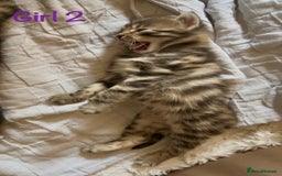 Bengal cats for sale: 3/4 Bengal - cross kittens  - Image 5
