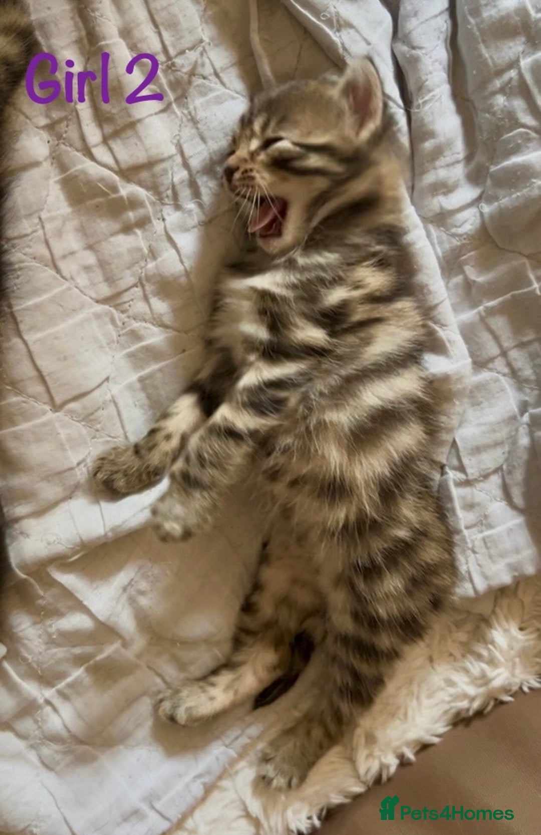 Bengal cats for sale: 3/4 Bengal - cross kittens  - Image 5