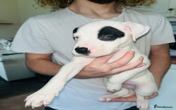 American Bull Staffy dogs for sale: 2 Female American bull x staff puppies left - Image 39