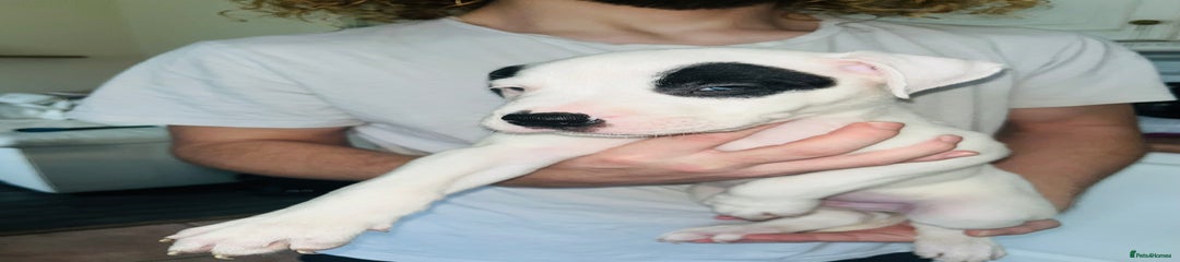 Puppy 3 white boy black eye patch