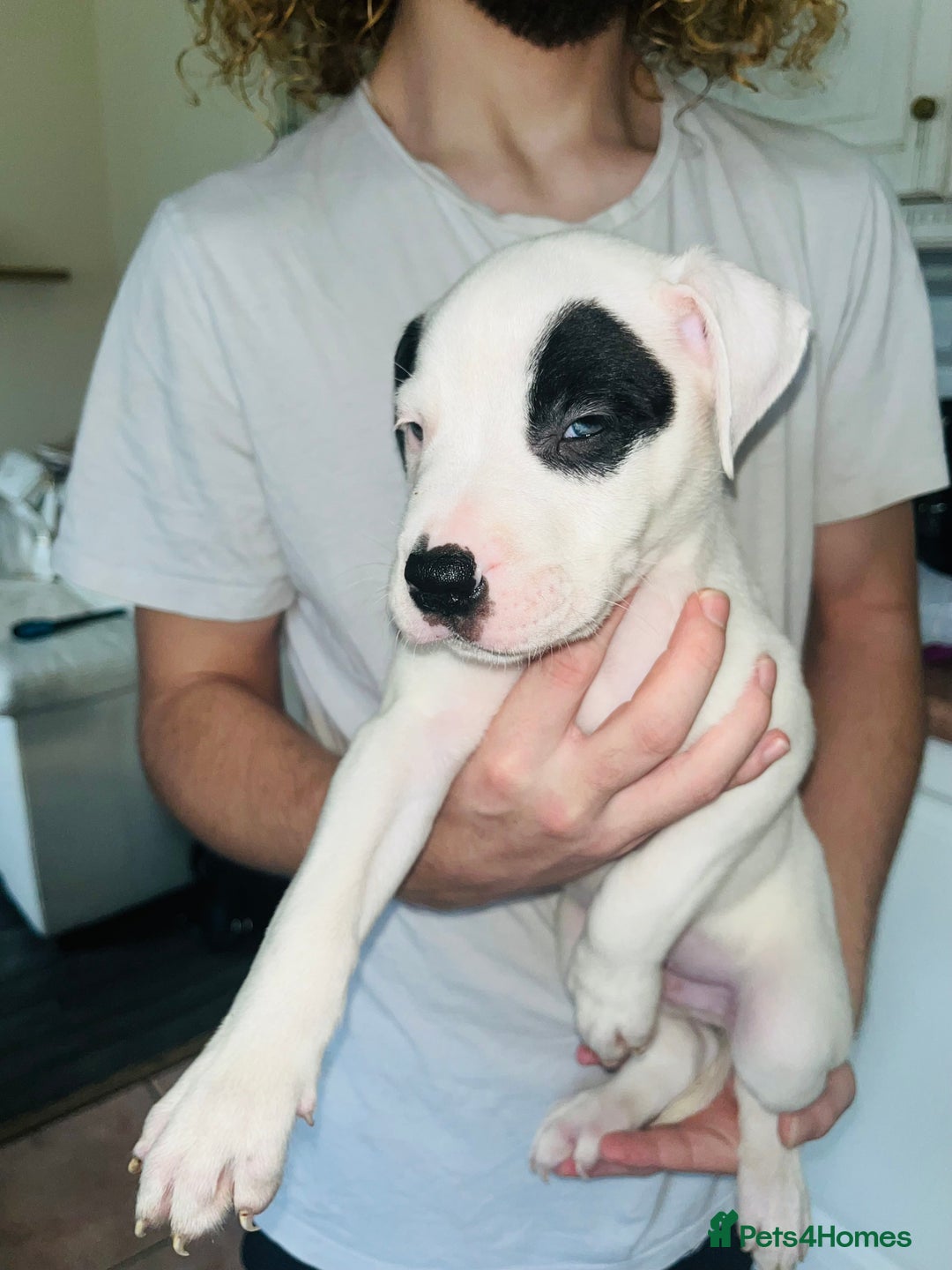 American Bull Staffy dogs for sale: 2 Female American bull x staff puppies left - Image 39