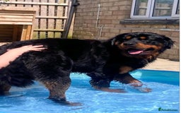 Rottweiler dogs for sale:  Long haired (fluffweilers ) last girl  - Image 23