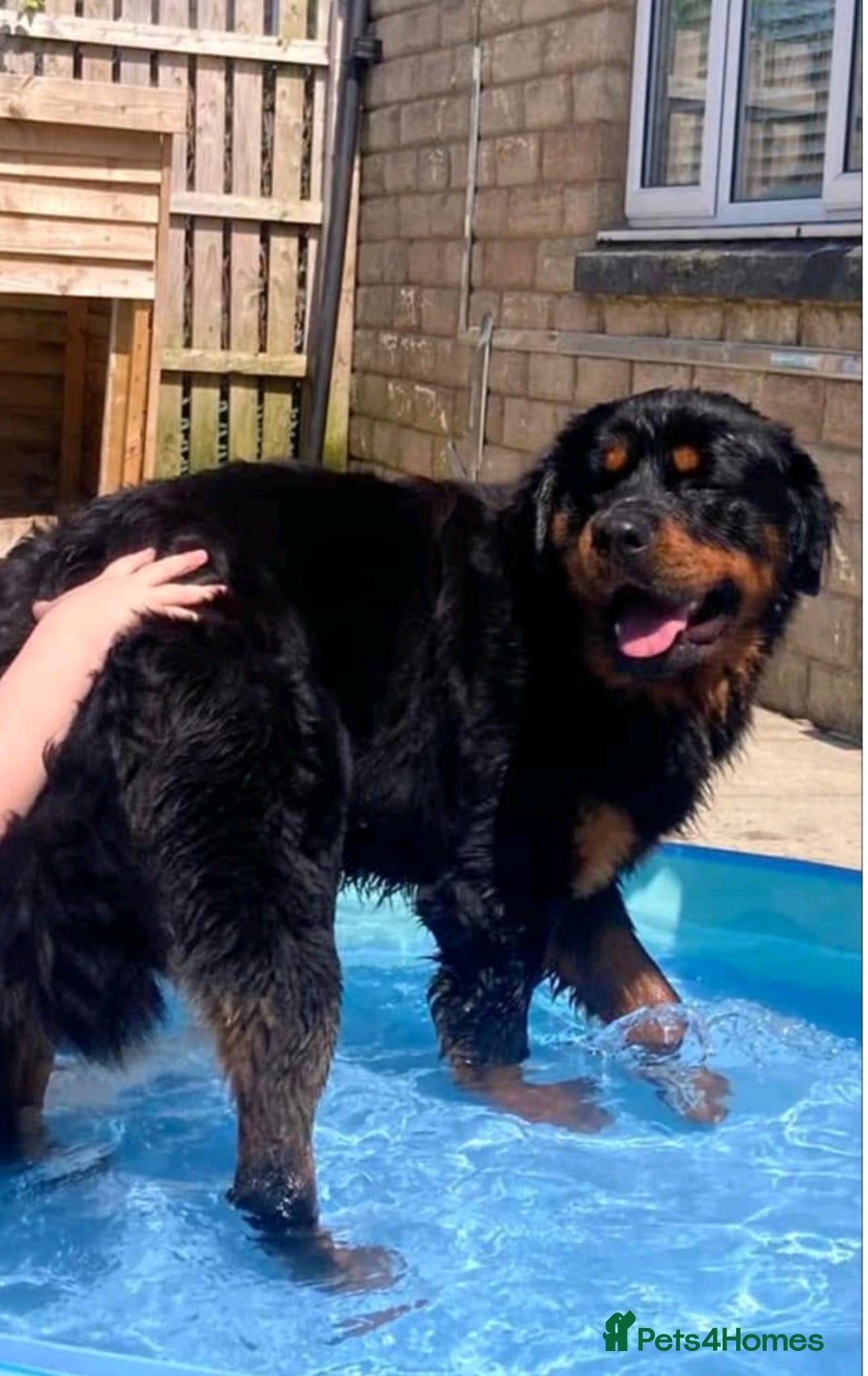 Rottweiler dogs for sale:  Long haired (fluffweilers ) last girl  - Image 23