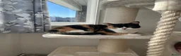 Domestic Shorthair cats for sale: Rehoming Poppy  - Advert 3