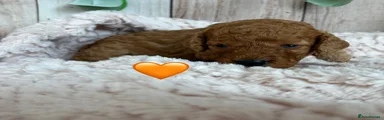 Orange Collar 