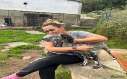 English Setter dogs for adoption: Cata  - Image 7