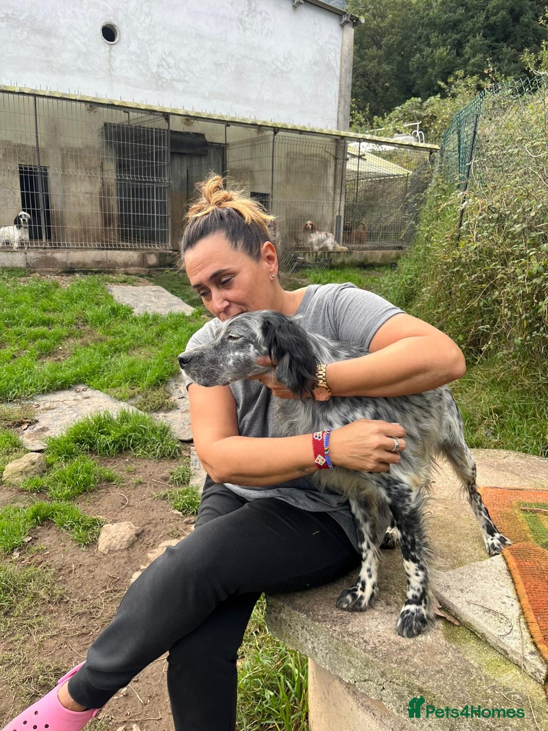 English Setter dogs for adoption: Cata  - Image 7