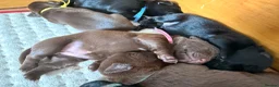 Springador dogs for sale: Springador puppies in Doncaster - Advert 7