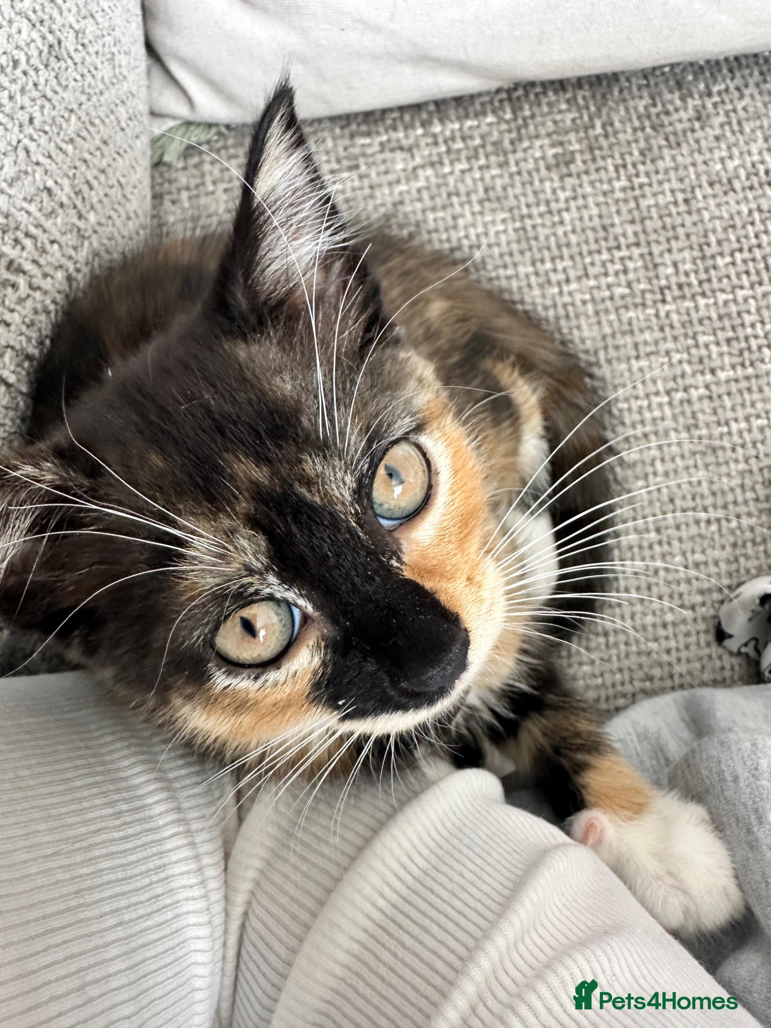 Mixed Breed cats for sale: Beautiful calico girl - Advert 3