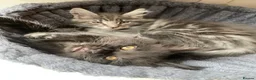 Maine Coon cats for sale: Stunning Tica registered blue boys available  - Advert 23