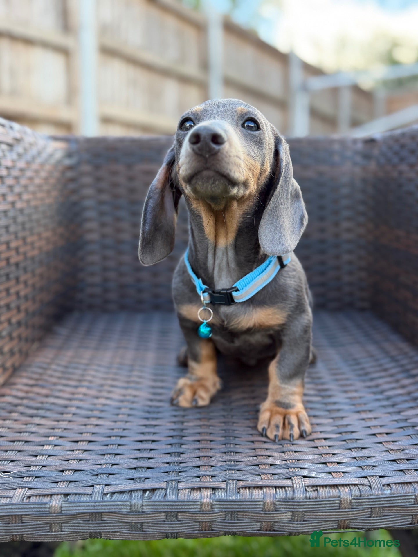 Miniature Dachshund dogs Miniature dachshund puppies  - Advert 17