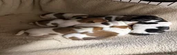 Jack Russell dogs for sale: Beautiful family reared Jack Russell puppies for in Crewe - Advert 3