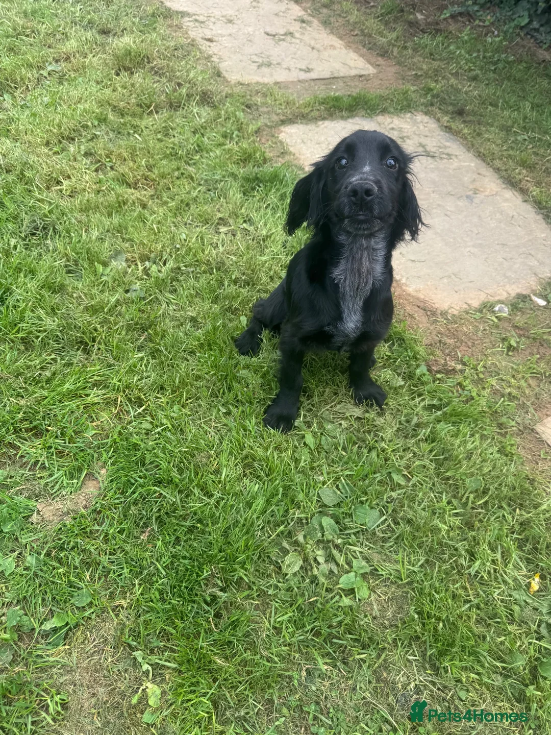 Cocker Spaniel dogs for sale: Lovely gentle working cocker spaniel pup - Advert 5