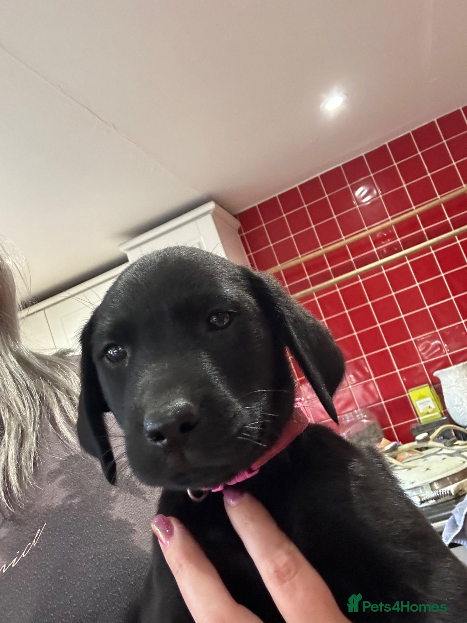 Labrador Retriever dogs KC registered Black Labrador Pups  - Advert 6