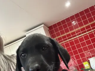 Labrador Retriever dogs KC registered Black Labrador Pups - Advert 6