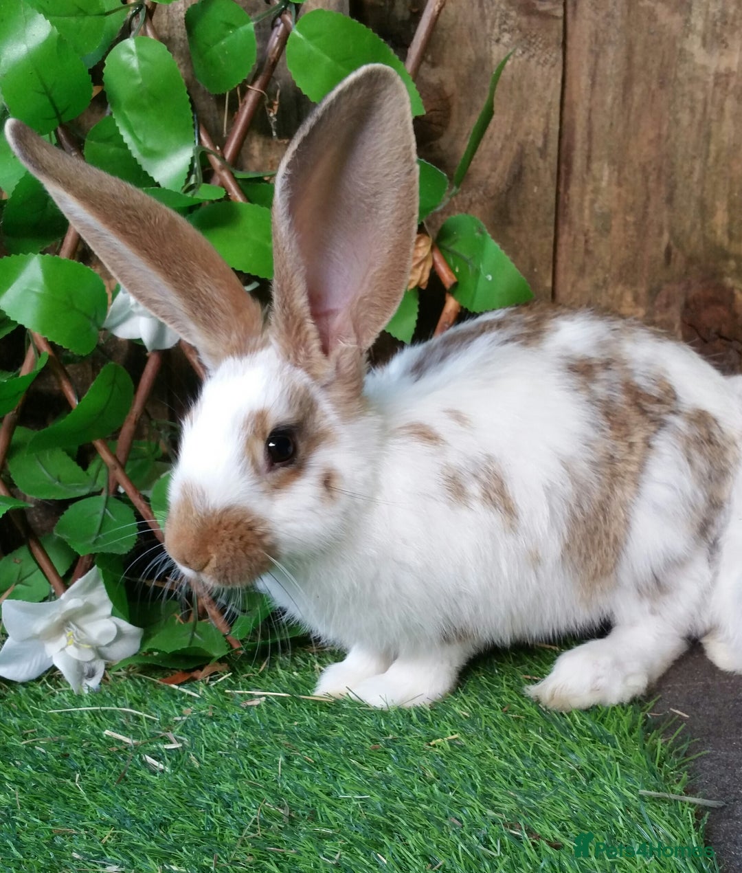 Continental Giant rabbits for sale: Giant Papillon Baby Boys  - Vaccinated - Reserve - Image 10