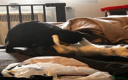 British Shorthair cats for sale: Two beautiful sisters cats  - Advert 6