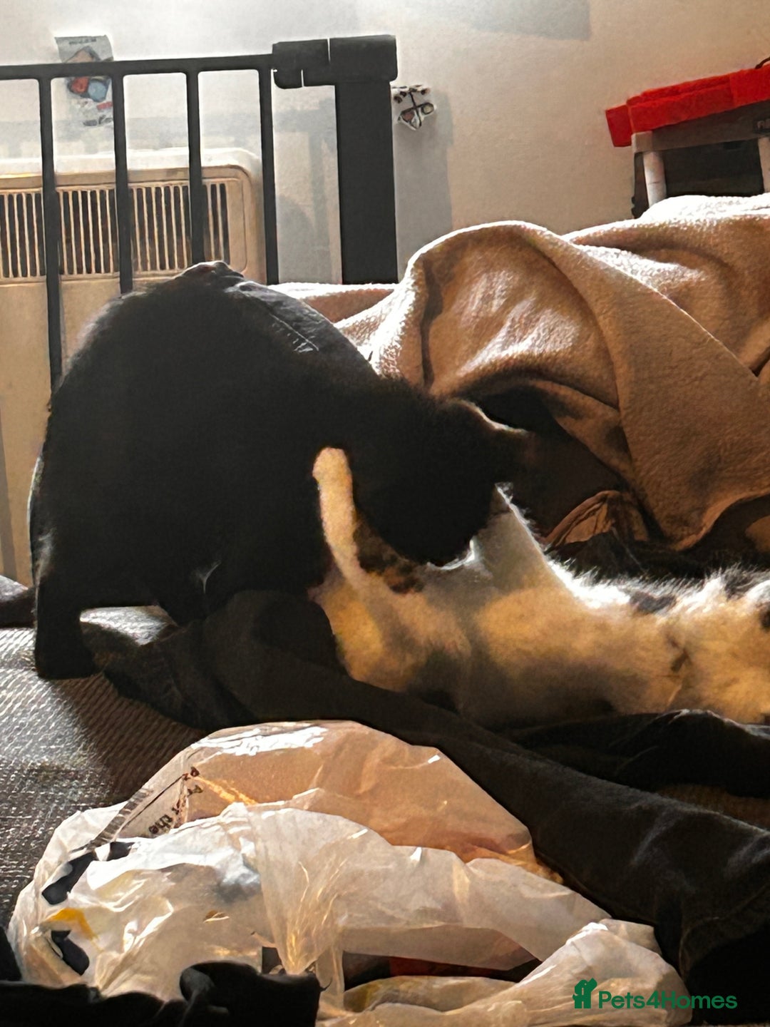 British Shorthair cats for sale: Two beautiful sisters cats  - Advert 6