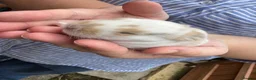Mini Lop rabbits for sale: Beautiful Mini Lops Available to Reserve - Advert 4
