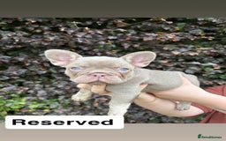 French Bulldog dogs for sale: 2 girls looking for forever home - Image 7