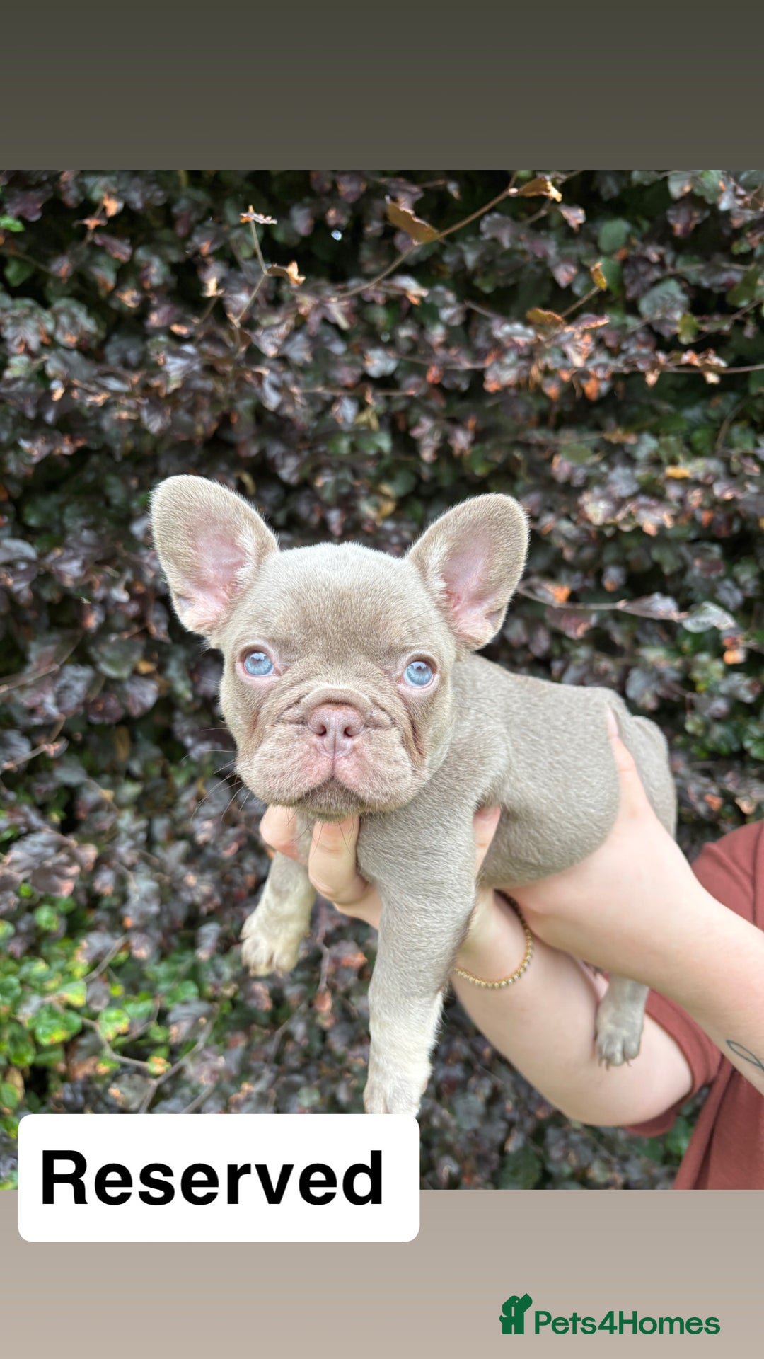 French Bulldog dogs for sale: 2 girls looking for forever home - Image 7