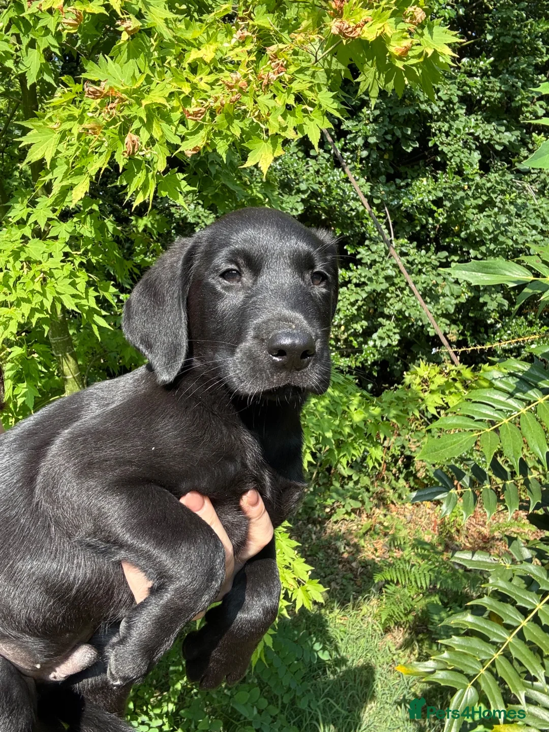 Labrador Retriever dogs for sale: Wonderful Labrador Pups  - Advert 6