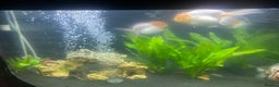 Fancy Goldfish fish for sale: 3 big fancy goldfish  - Advert 1
