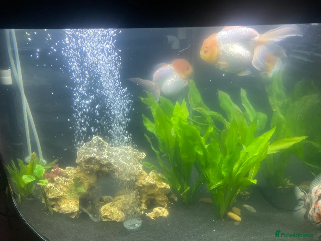 Fancy Goldfish fish for sale: 3 big fancy goldfish  - Advert 1