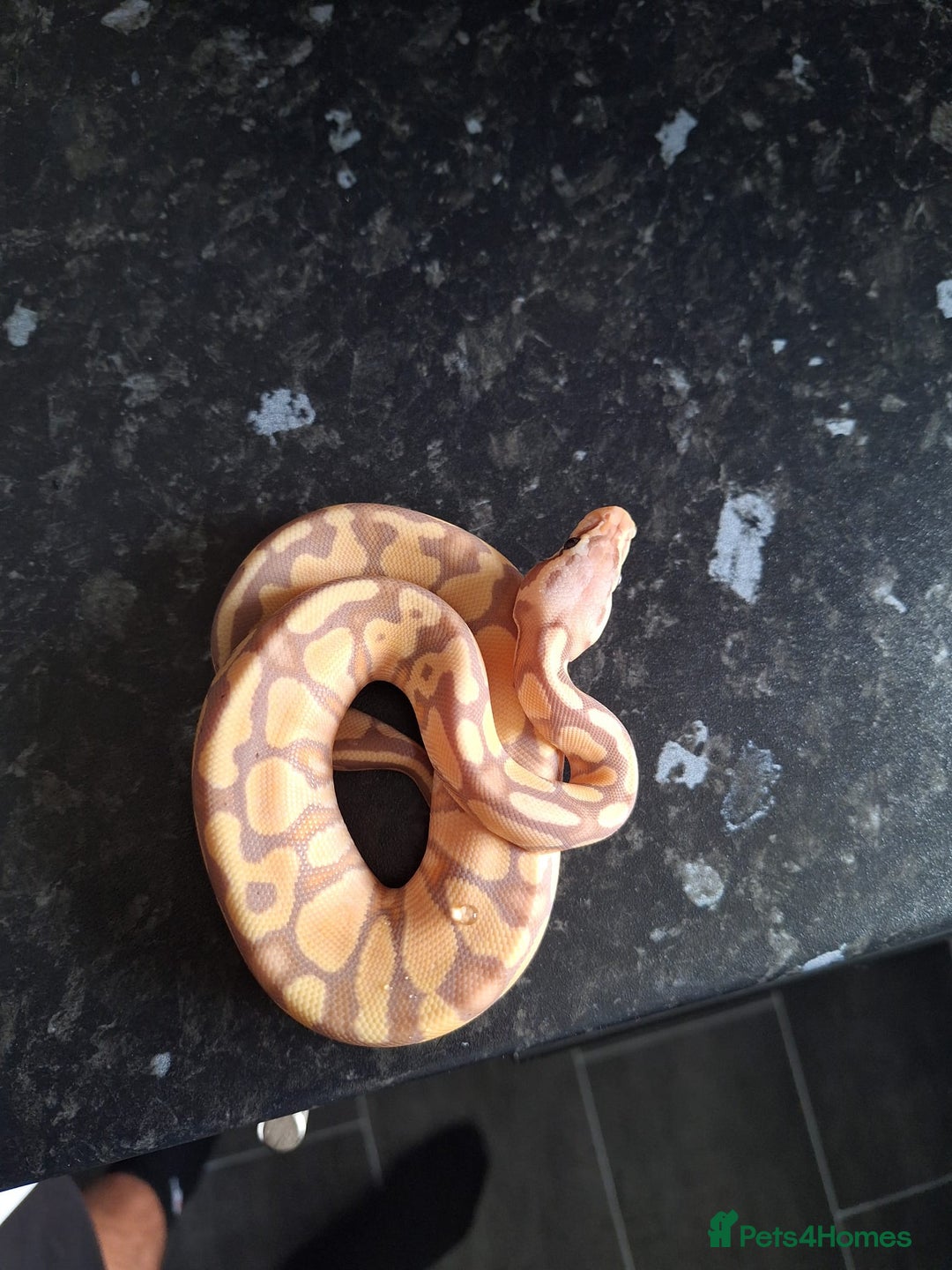 Python Snake reptiles for sale: Various royals available - Advert 5