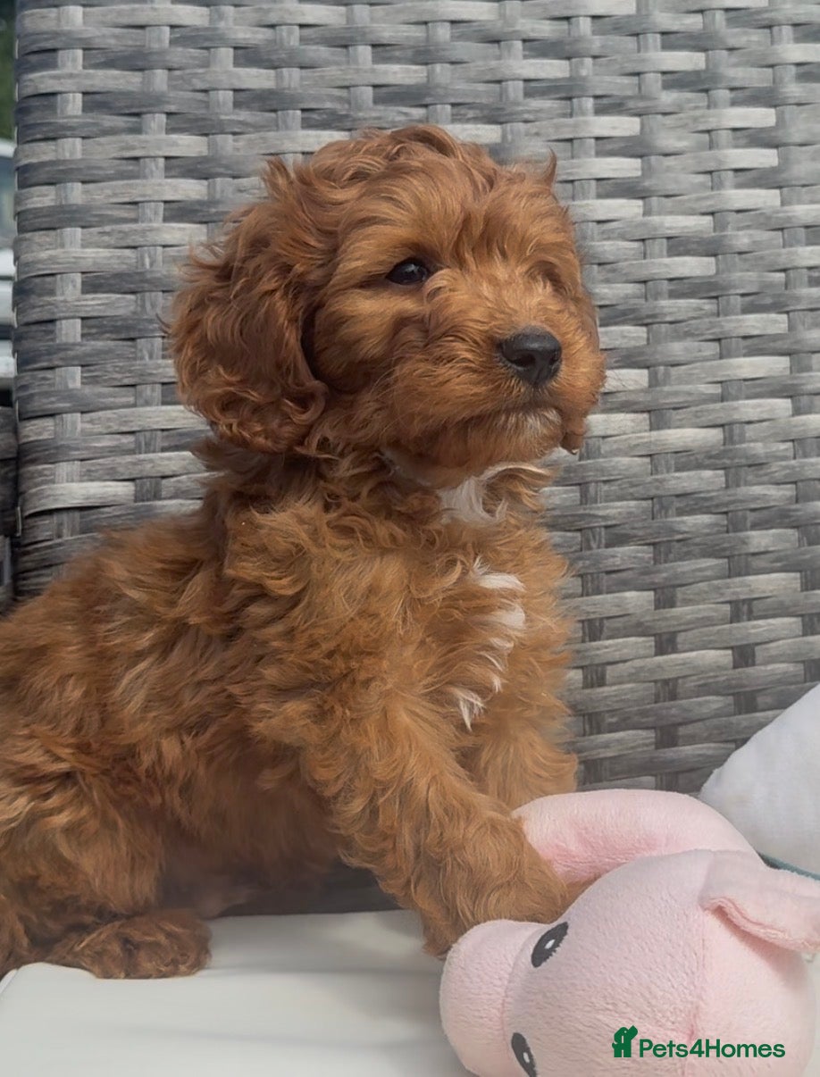 Cockapoo dogs F1 Deep Fox Red Cockapoo Boy - Advert 1