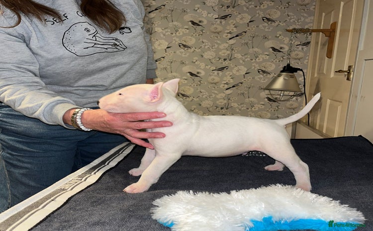 English Bull Terrier dogs - Advert 5