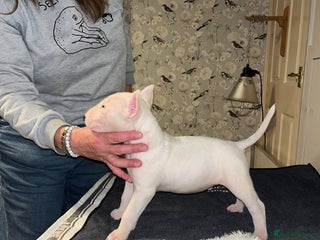 English Bull Terrier dogs Male bull terrier puppies - Advert 2