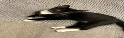Mixed Breed cats for sale: Two shorthair cross kittens  - Advert 1