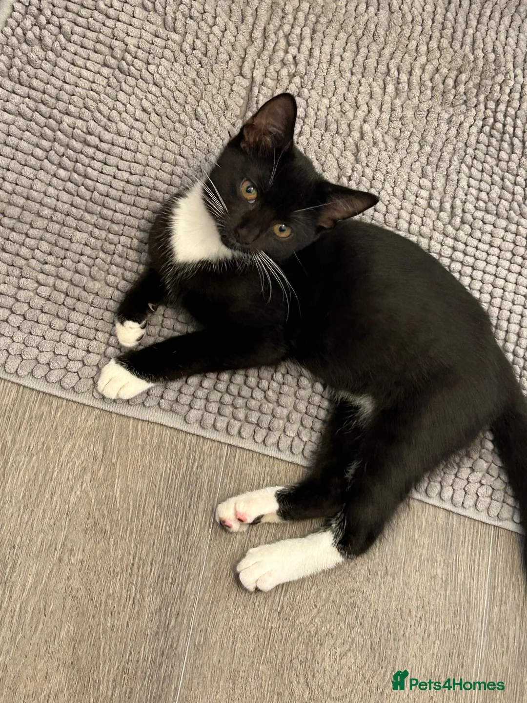 Mixed Breed cats for sale: Two shorthair cross kittens  - Advert 1