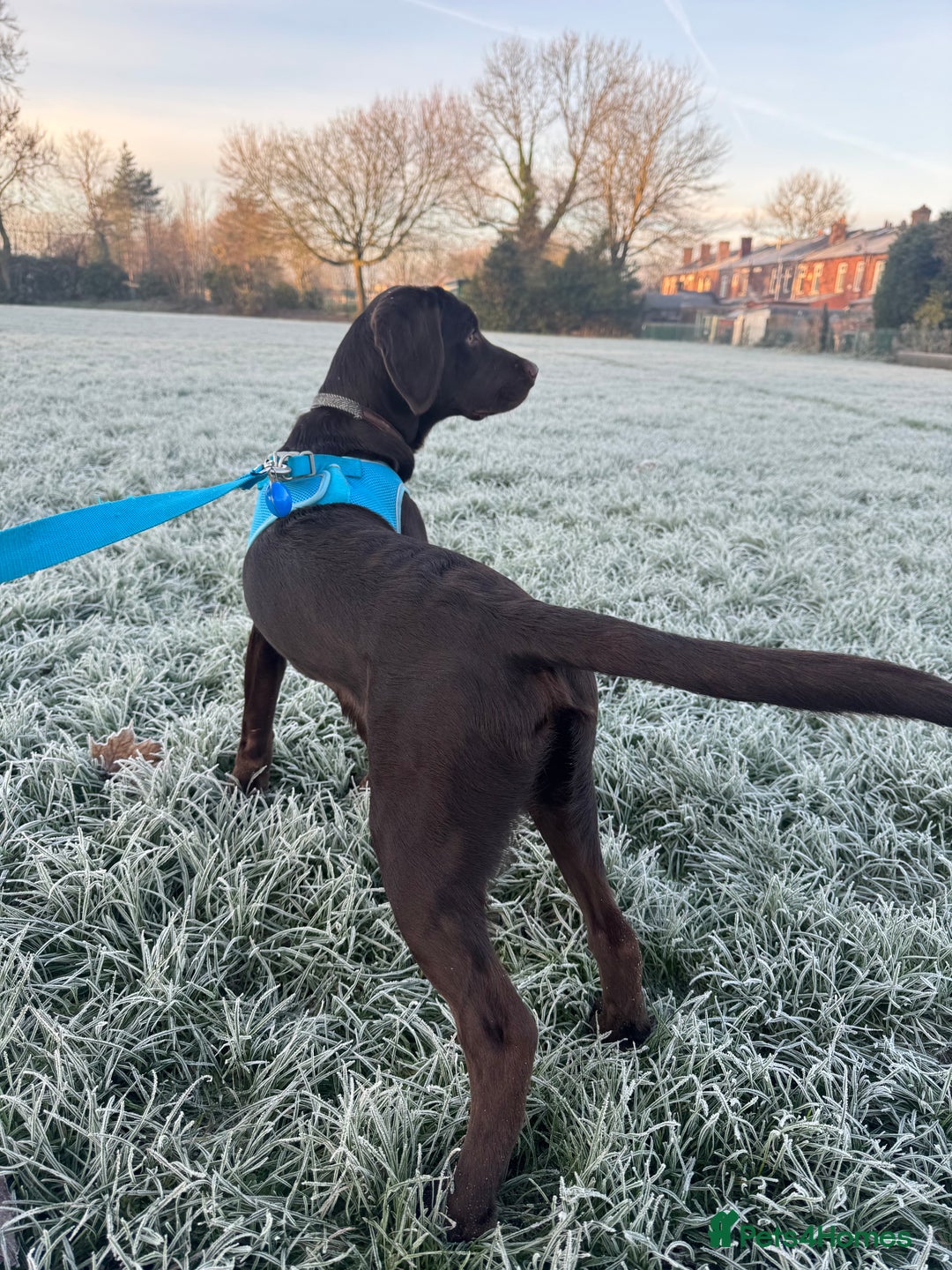 Springador dogs for sale: Springador Choco (male) looking for new home  - Advert 4