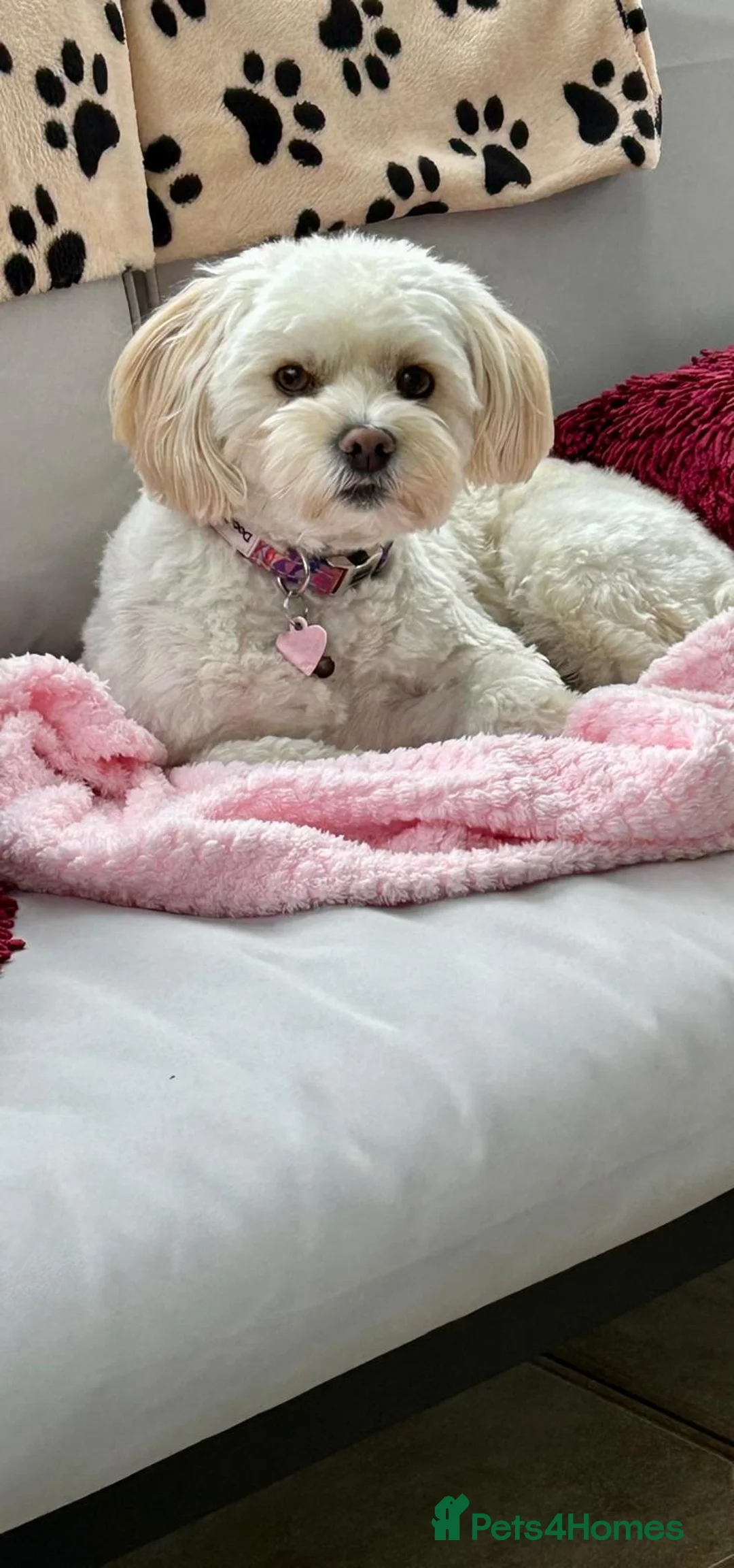 Mixed Breed dogs for adoption: Dixie is a beautiful 3.5 year old Poodle cross - Advert 7