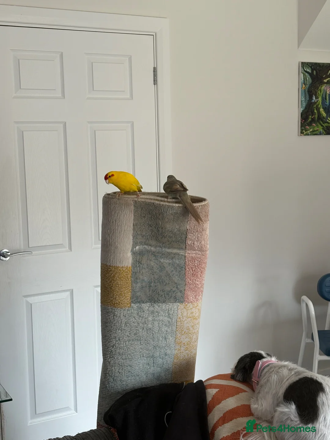 Parrots birds for sale: 2 male kakarikis  - Advert 1
