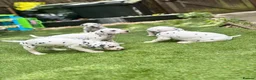 Dalmatian dogs for sale: Beautiful KC Registered Dalmatian Puppies - Advert 9